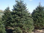 White Spruce White Spruce